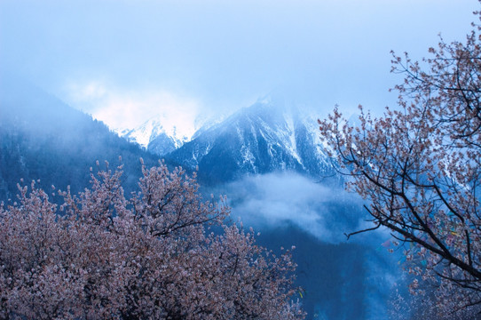 西藏雪山桃花