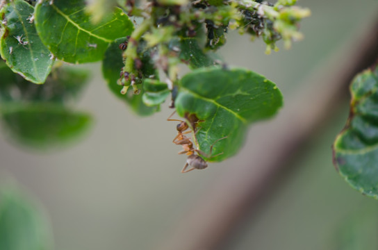 花椒蚜虫 蚂蚁 共生