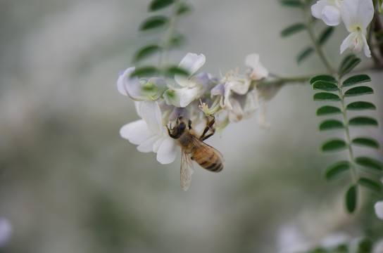 蜜蜂 槐花 槐树 槐树花