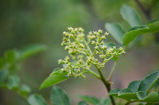 花椒果實 花椒芽