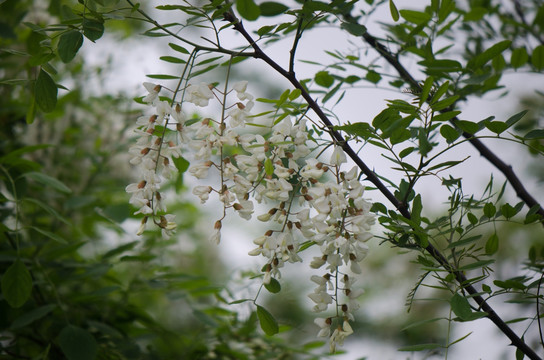 槐花 槐树 槐树花