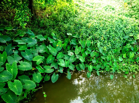 湖水 绿树 蓝天 荷叶 植物