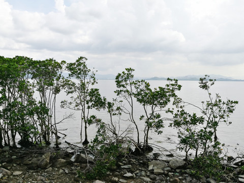 深圳湾滨海生态公园