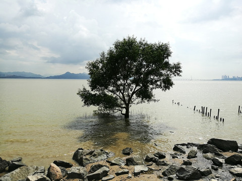 深圳滨海公园海景