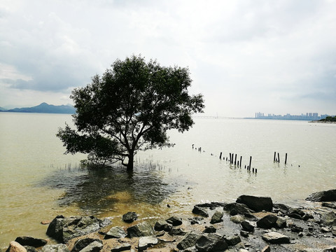 福田滨海公园海景