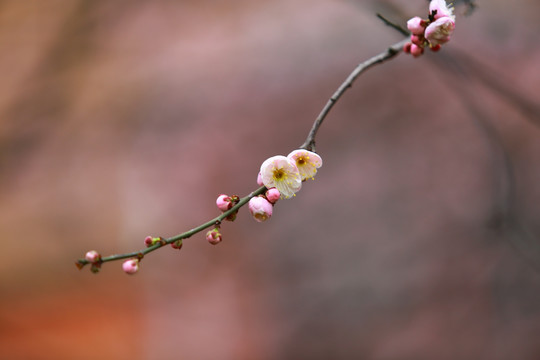 梅花