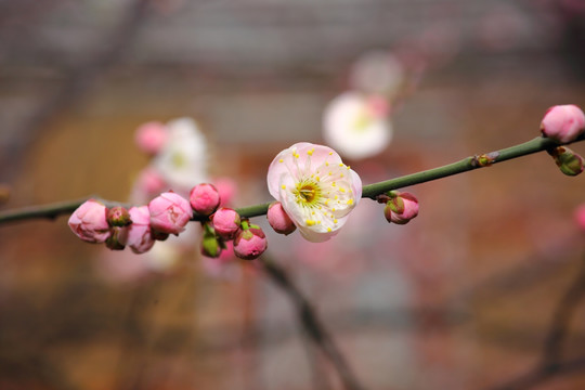 梅花