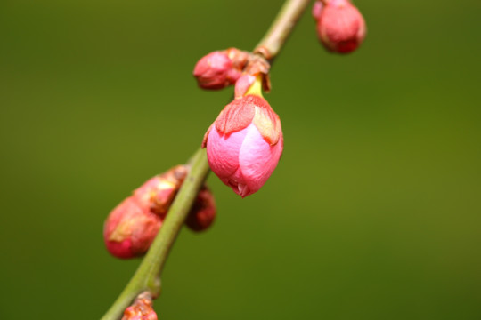 梅花花苞