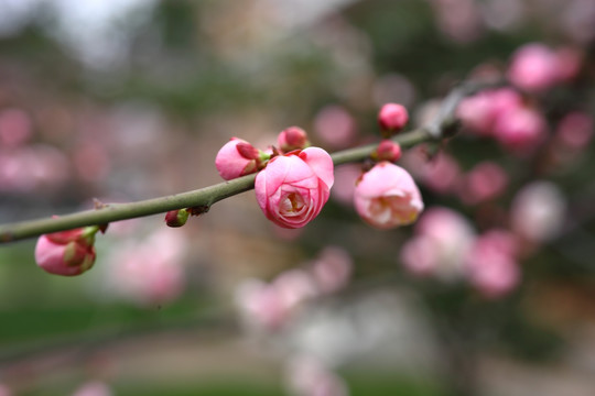 梅花