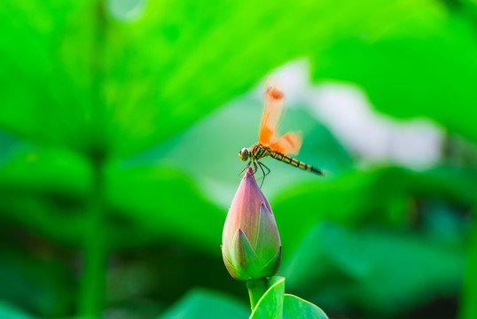 蜻蜓