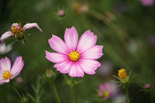 格桑花