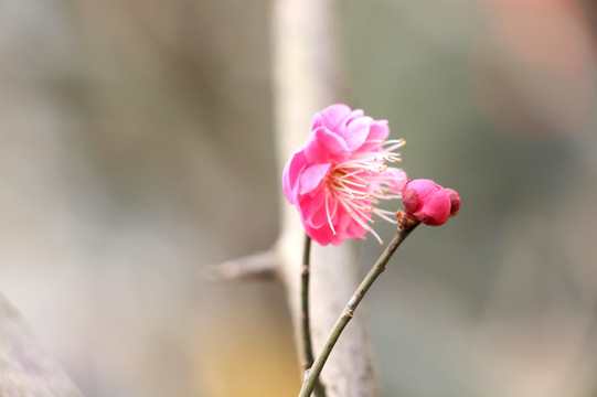 梅花花苞