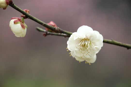 梅花花开