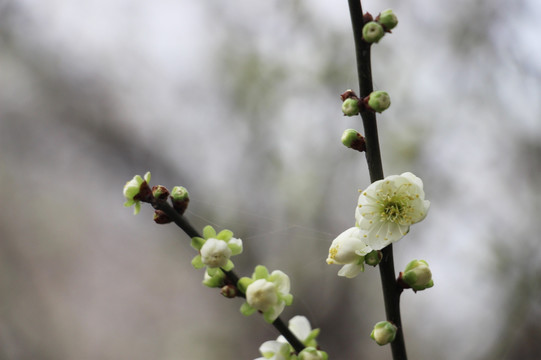 绿色花苞