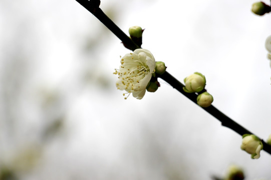 梅花盛开