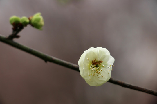 梅花