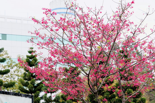 福建山樱花