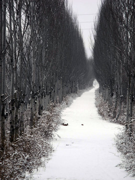 林 雪 路