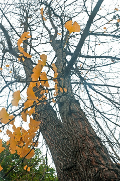 冬季银杏树