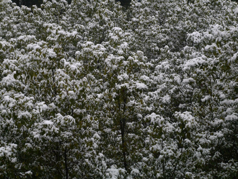 下雪