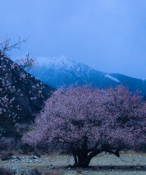 西藏雪山桃花