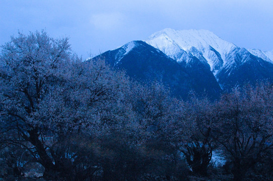 西藏雪山桃花