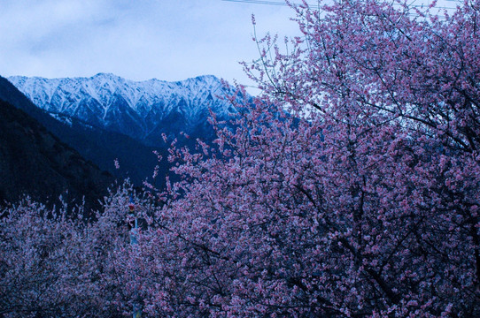 西藏雪山桃花