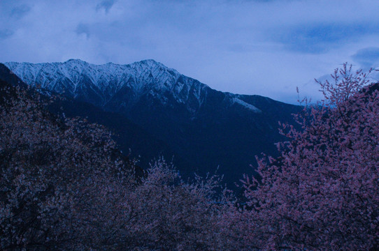 西藏雪山桃花