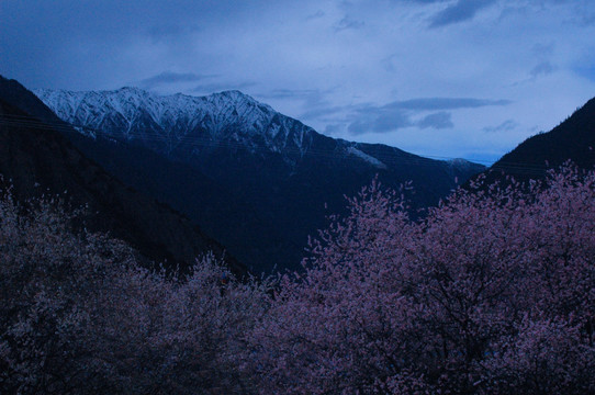 西藏雪山桃花