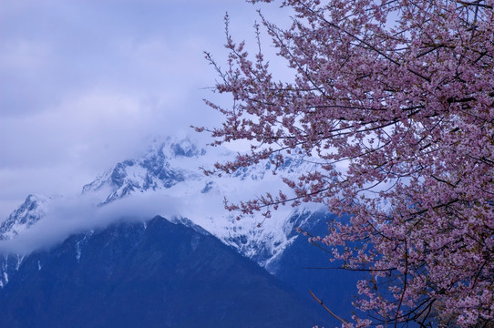西藏雪山桃花