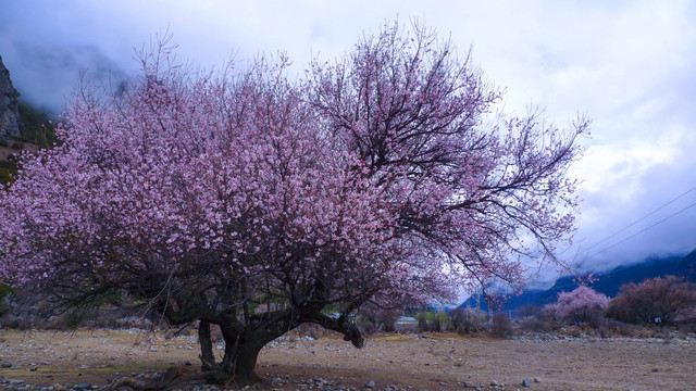 西藏雪山桃花