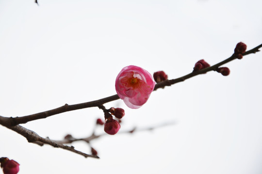 梅花绽放