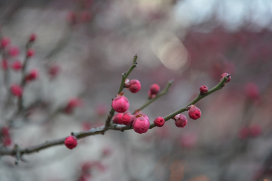 红梅花苞