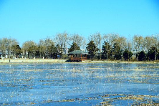 冬季湿地