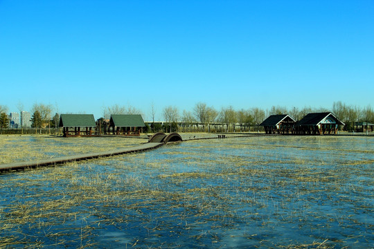 冬季湿地