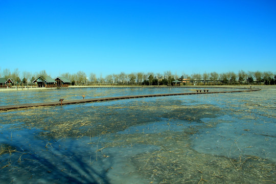 冬季湿地