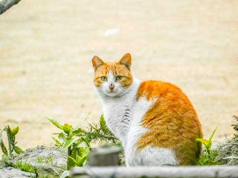 猫特写 野外的猫