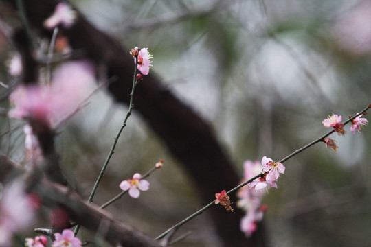 红梅花