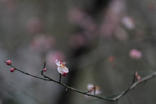 红梅花