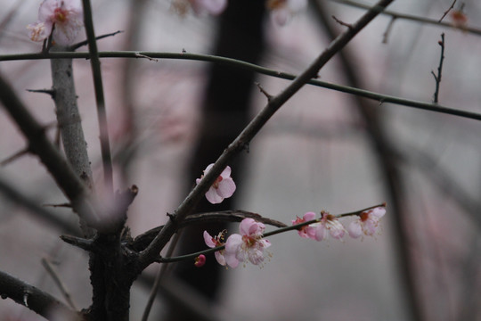 红梅花