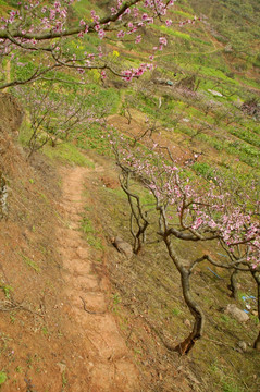 山间小路 田园春色