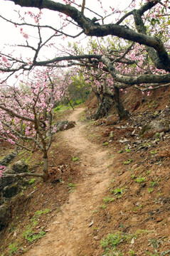 山间小路 田园春色