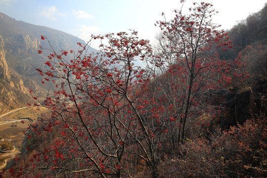 红山果