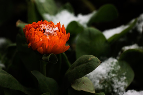 有雪的小花