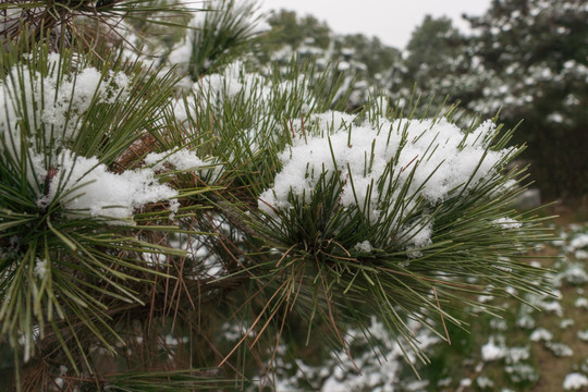 雪后松树