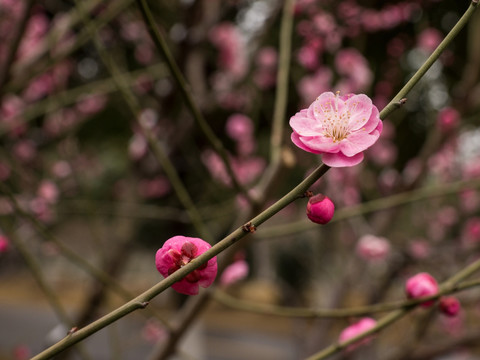 梅花