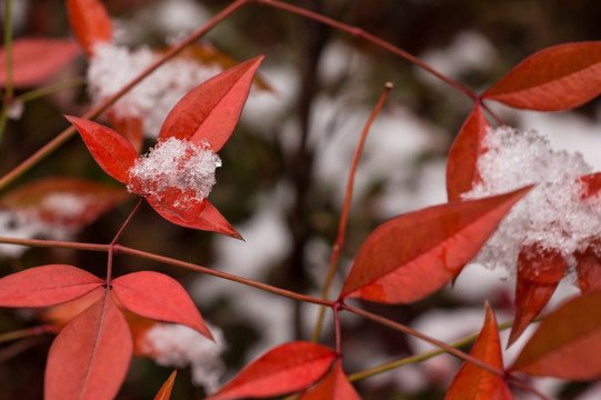 有雪的红叶