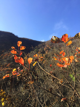 双龙峡红叶