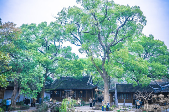 陽光樹林 參天大樹 原始森林