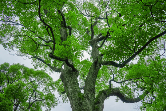 阳光树林 参天大树 原始森林